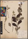 Foto von Salix aurita L. x Salix caprea L.
